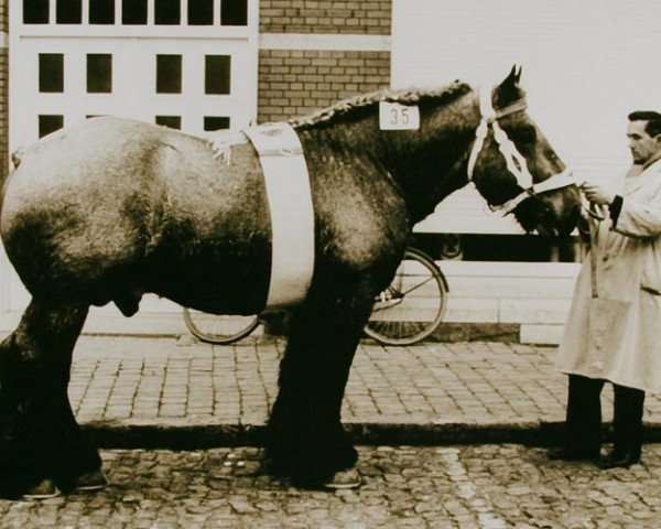 stallion Buffalo de Romiée (Brabant/Belgian draft horse, 1965, from Radar de la Maison Blanche)