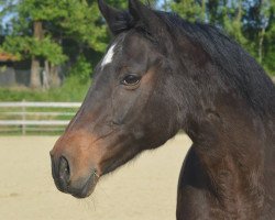 broodmare Darling (Bavarian, 1997, from Legendär I)