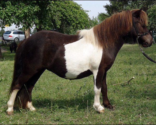 Zuchtstute Lovelyminis Just Jamboree (Shetland Pony (unter 87 cm), 2014, von Hahns Polarstern)