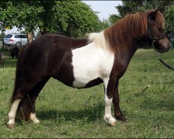 Zuchtstute Lovelyminis Just Jamboree (Shetland Pony (unter 87 cm), 2014, von Hahns Polarstern)