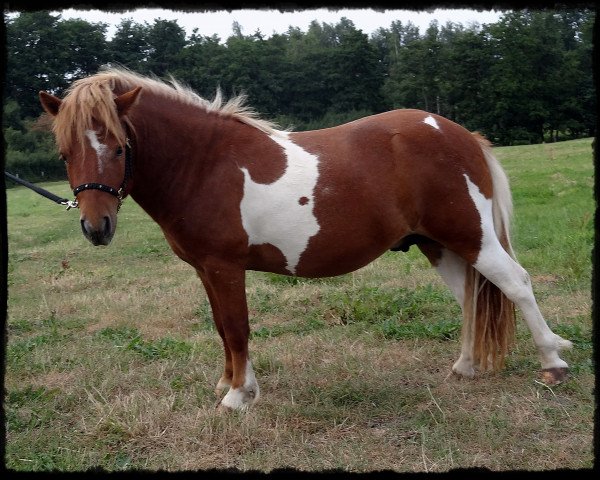 Deckhengst Lovelyminis Dagon (Dt.Part-bred Shetland Pony, 2013, von Diego vom Landhof)