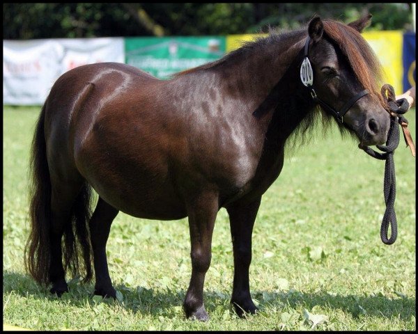 broodmare Jette Joop vom Zwergenhof (Shetland pony (under 87 cm), 2007, from Gustav B)