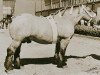 stallion Fifils du Château (Brabant/Belgian draft horse, 1951, from Destin de la Mousserie)