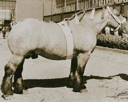 Deckhengst Fifils du Château (Brabanter/Belgisches Kaltblut, 1951, von Destin de la Mousserie)