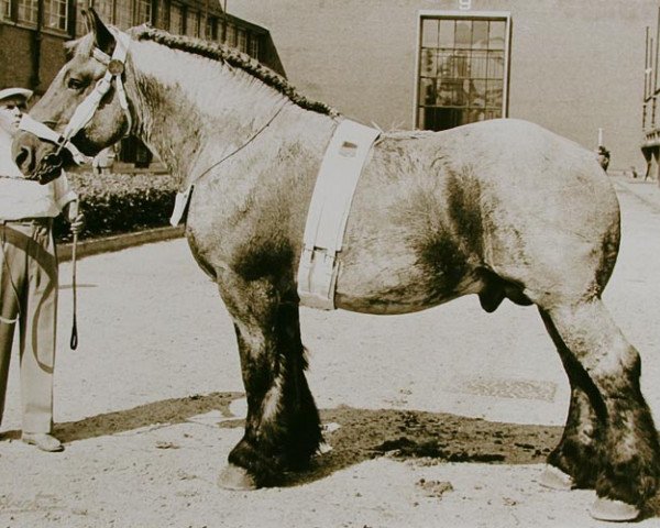 stallion Lucifer de Beauvoir (Brabant/Belgian draft horse, 1955, from Fifils du Château)