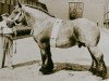 stallion Lucifer de Beauvoir (Brabant/Belgian draft horse, 1955, from Fifils du Château)