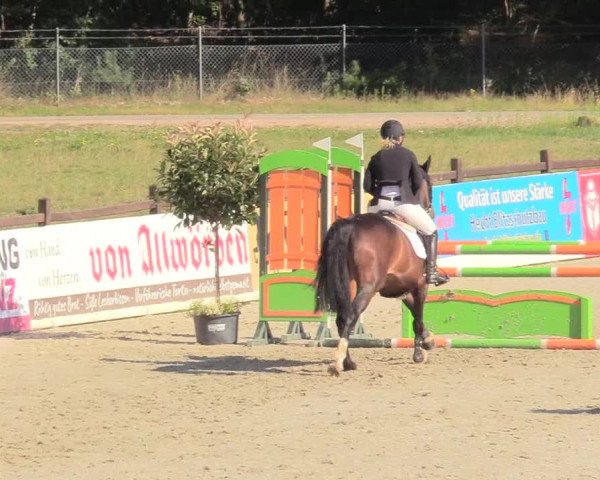 Reitturnier Westergellersen 2020