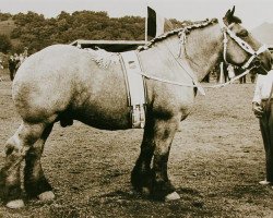 Deckhengst Toto de Teignies (Brabanter/Belgisches Kaltblut, 1954, von Matador de Buvrinnes)