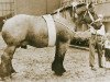 Pferd Matador de Buvrinnes (Brabanter/Belgisches Kaltblut, 1946, von Épernay de Brucom)
