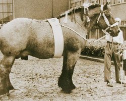 stallion Matador de Buvrinnes (Brabant/Belgian draft horse, 1946, from Épernay de Brucom)