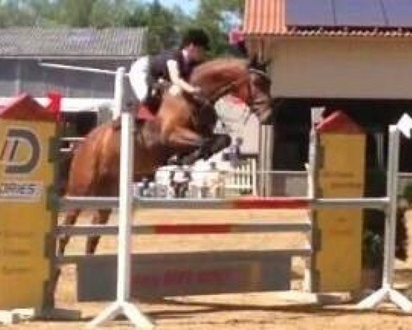 jumper Clintan B (Holsteiner, 2010, from Clintord)