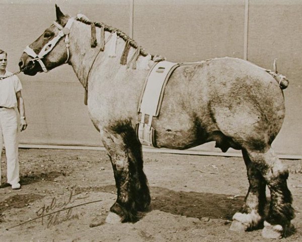 stallion Costaud de Marche (Brabant/Belgian draft horse, 1942, from Envie des Six Sinces)