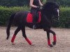 dressage horse Dark Skylight (Hanoverian, 2008, from Danone II)