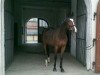 dressage horse Samira Delila Tara (French Trotter, 2002)