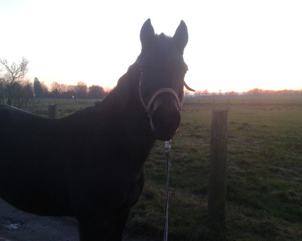 broodmare Kentarie (German Riding Pony, 1999, from Kentucky)