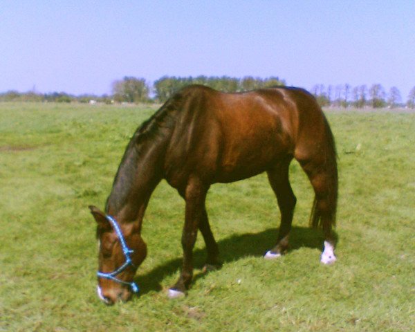 horse Graf Gregory (Hanoverian, 1994, from Graf Grannus)