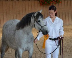 Zuchtstute Equus Clair (Welsh Pony (Sek.B), 2011, von Polaris Dylan)