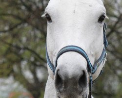 horse Ladyfee 2 (German Sport Horse, 2006, from Carpalo)