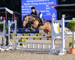 Deckhengst HA Galileo (Deutsches Reitpony, 2010, von FS Golden Highlight)