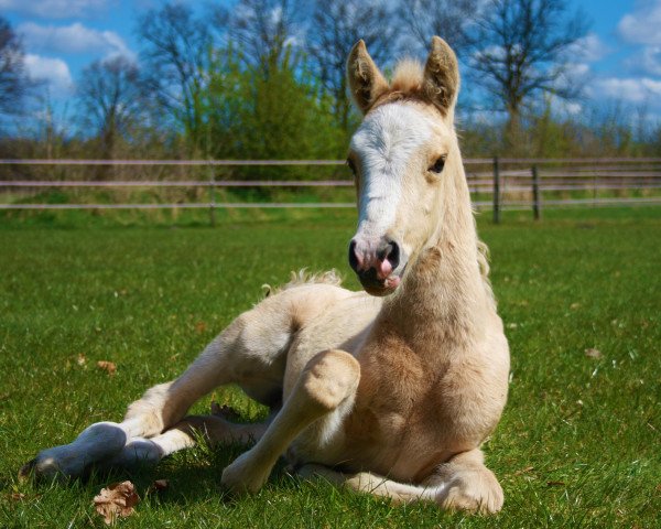 dressage horse Grenzhoehes Daisy (German Riding Pony, 2015, from Diors Daikiri)