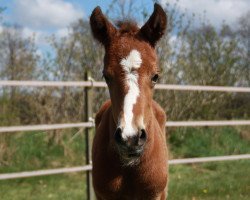 Dressurpferd Grenzhoehes Officer Spock (Deutsches Reitpony, 2015, von Grenzhoehes Olivier K WE)