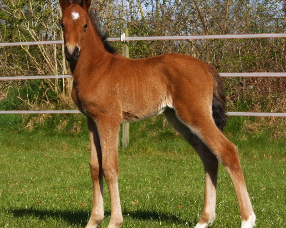 Dressurpferd Grenzhoehes Malaika (Deutsches Reitpony, 2015, von Grenzhoehes Olivier K WE)