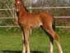 dressage horse Grenzhoehes Malaika (German Riding Pony, 2015, from Grenzhoehes Olivier K WE)