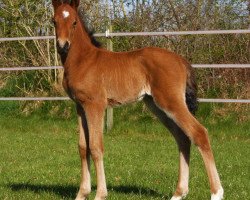 Dressurpferd Grenzhoehes Malaika (Deutsches Reitpony, 2015, von Grenzhoehes Olivier K WE)