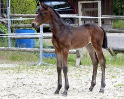 dressage horse Beatrice (Hanoverian, 2015, from Buckingham)