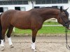 dressage horse Chuck (Little German Riding Horse, 2012, from Steendiek's Constantino)