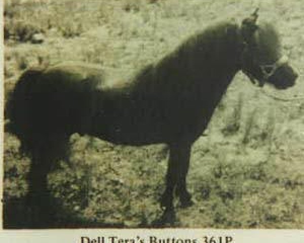 Deckhengst Negus Du Mury-Marais (Shetland Pony (unter 87 cm), 1959, von Matha du Mury-Marais)