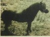 stallion Negus Du Mury-Marais (Shetland pony (under 87 cm), 1959, from Matha du Mury-Marais)