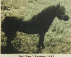 stallion Negus Du Mury-Marais (Shetland pony (under 87 cm), 1959, from Matha du Mury-Marais)