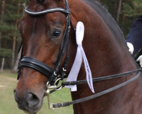 stallion Don Akzentus (Oldenburg, 2002, from Donnerhall)
