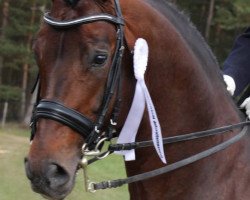 stallion Don Akzentus (Oldenburg, 2002, from Donnerhall)