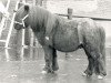 stallion Pepperman v.d. Hesterhoeve (Shetland pony (under 87 cm), 1979, from Kim de Bibiana)