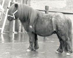 stallion Pepperman v.d. Hesterhoeve (Shetland pony (under 87 cm), 1979, from Kim de Bibiana)