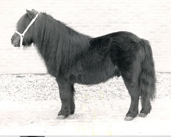Deckhengst Pegasus of Netherley (Shetland Pony, 1962, von Gay Gordon of Netherley)