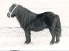 Deckhengst Pegasus of Netherley (Shetland Pony, 1962, von Gay Gordon of Netherley)