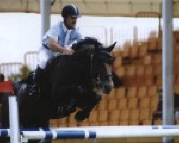stallion Pagur (Mecklenburg, 1989, from Patrick xx)