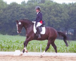 dressage horse Dark Chocolate (Hanoverian, 2008, from Dancier)