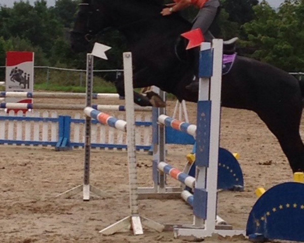 Springpferd Black Mamba (Westfale, 2005, von Sir Bedo)