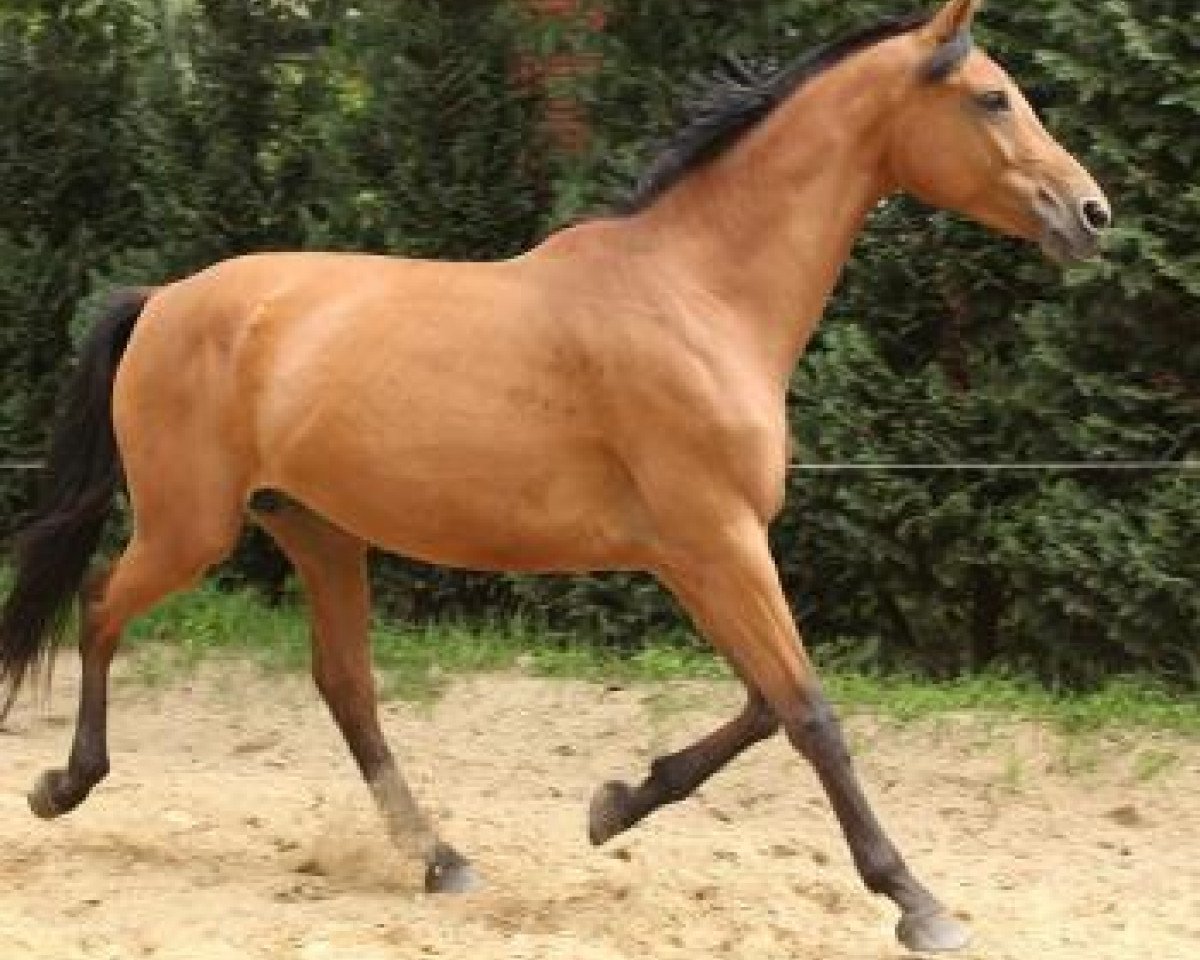 broodmare Love Dream (Oldenburg, 2005, from Lordanos)