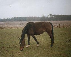 broodmare Farina (Westphalian, 1979, from Frühlingstraum II)