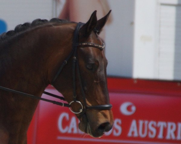 dressage horse Risando (Bavarian, 2006, from Ringo Starr)