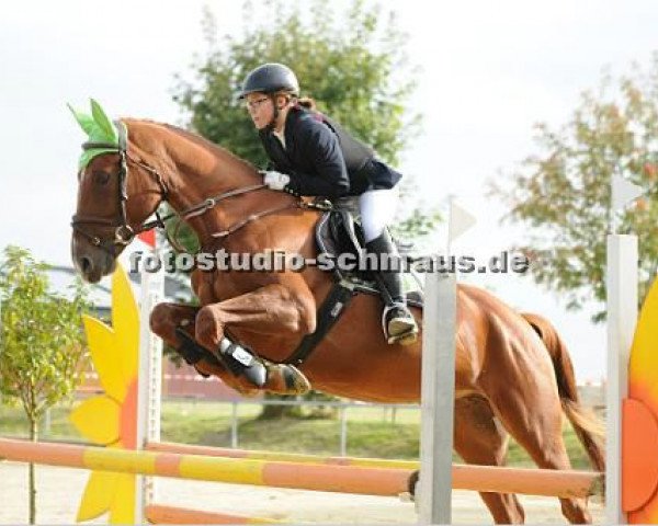jumper Sydney P 2 (German Sport Horse, 2007, from Sommertraum)