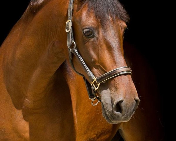 horse Ri Infante (Pura Raza Espanola (PRE), 2007, from Don Encantado II)