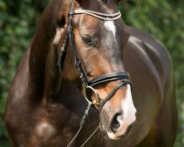 dressage horse Brisley (Hanoverian, 2010, from Benetton Dream FRH 1301)