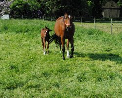 broodmare Montana 392 (Oldenburg, 1997, from Matador)