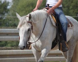 Pferd Fernando (Connemara-Pony, 2011)